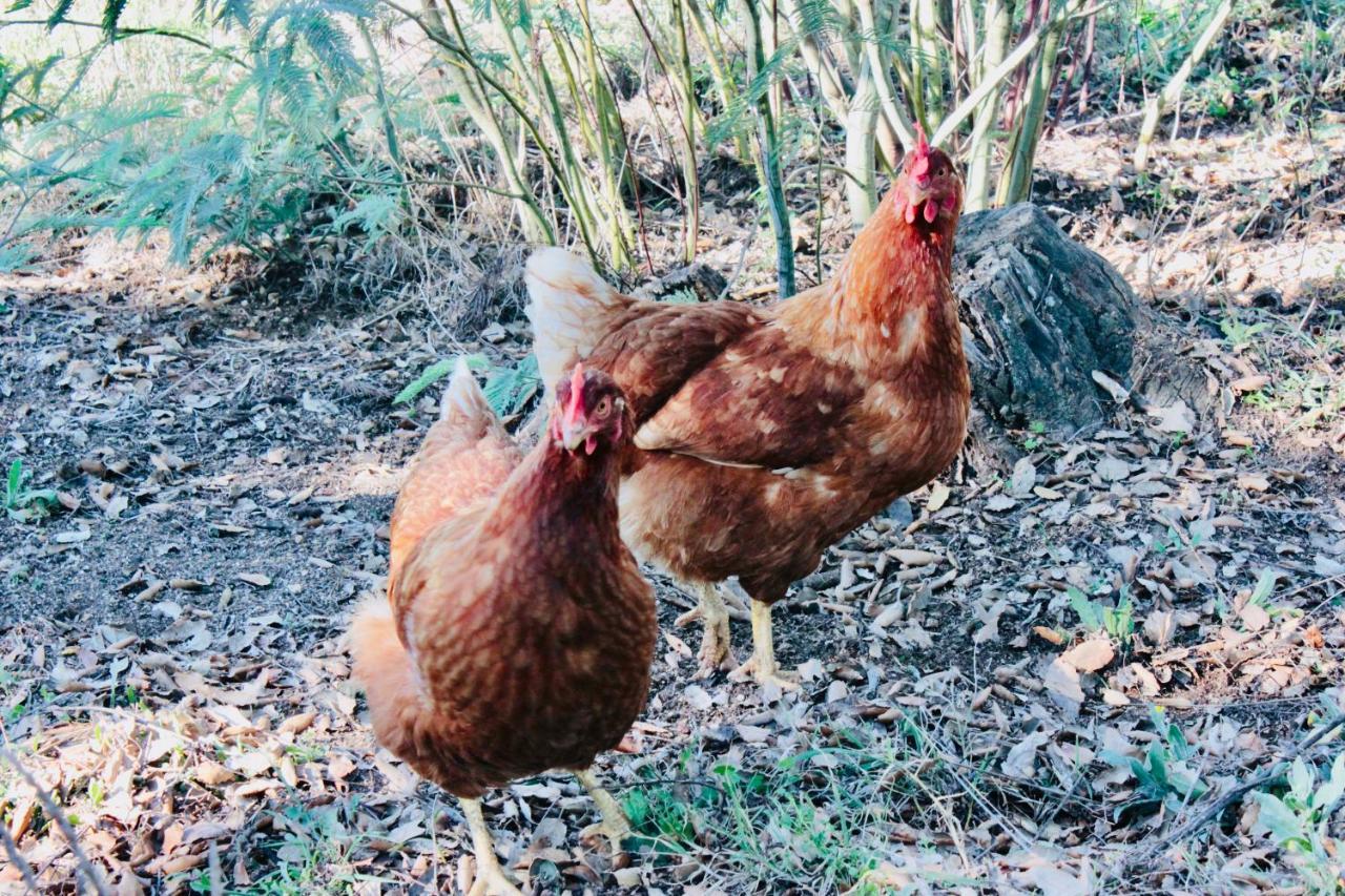 Masia Mimosa Darnius Dış mekan fotoğraf