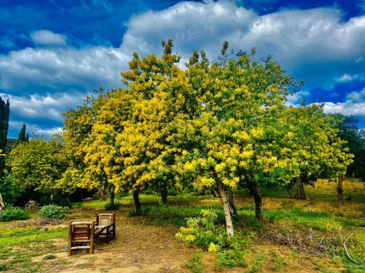 Masia Mimosa Darnius Dış mekan fotoğraf